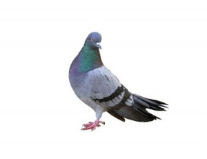 Google Pigeon