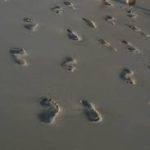 Buyer Footprints Key to Marketing Strategy